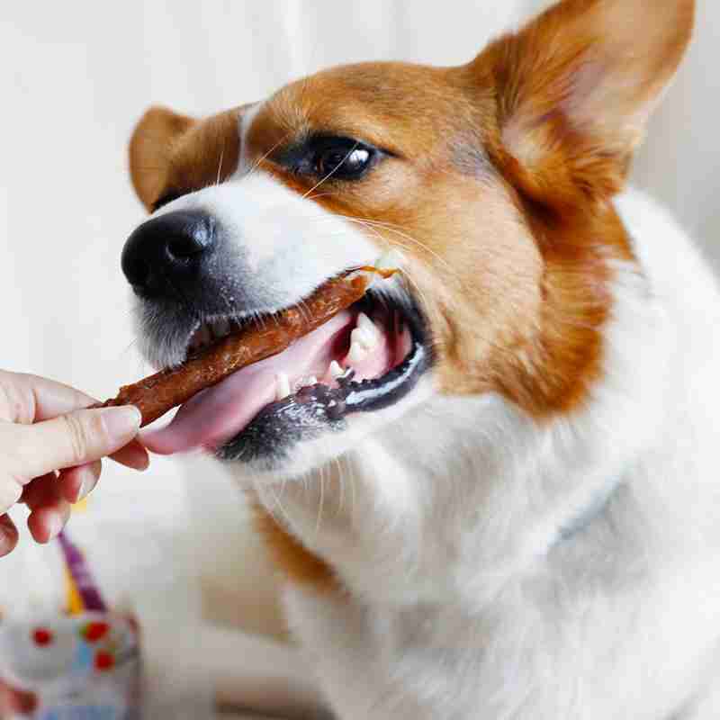 Coffret cadeau de snacks pour chiens avec du bœuf frais, du poulet, des fruits, mangeoire pour chiens, des dents propres, des récompenses, des récompenses pour les petits et grands chiens